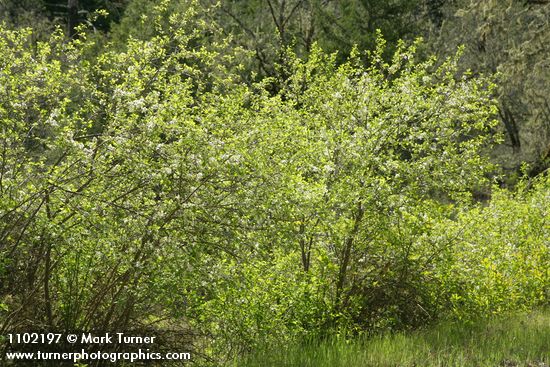 Prunus subcordata