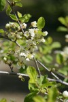 Klamath Plum blossoms & foliage