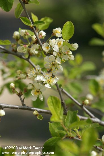 Prunus subcordata