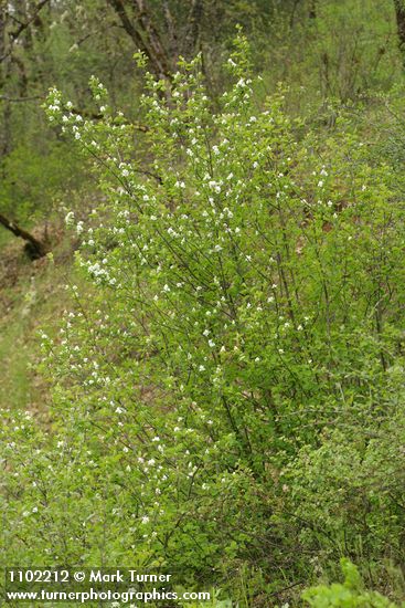 Amelanchier alnifolia