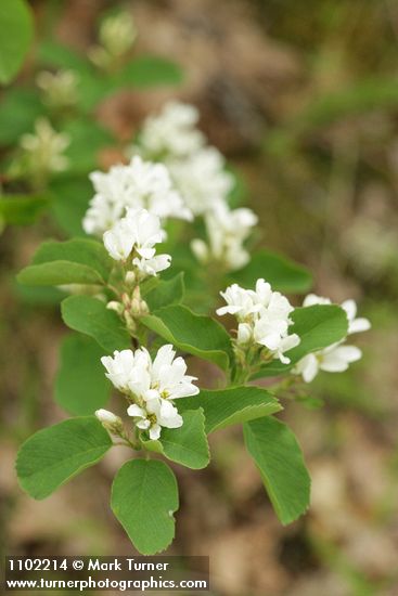 Amelanchier alnifolia