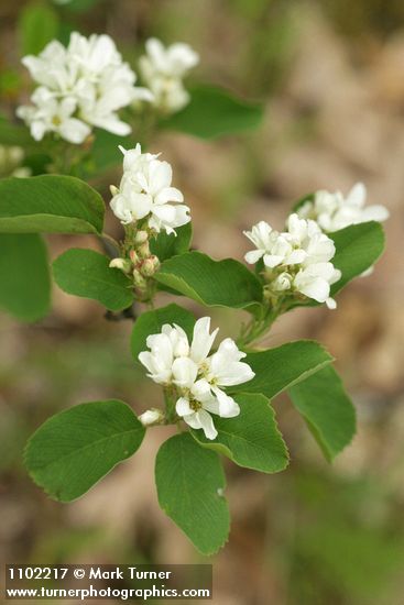 Amelanchier alnifolia