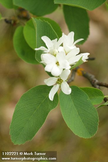 Amelanchier alnifolia