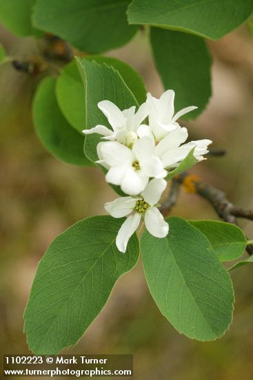 Amelanchier alnifolia