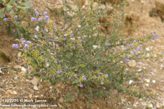 Ceanothus foliosus