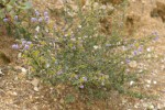 Wavyleaf Ceanothus