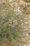 Wavyleaf Ceanothus