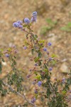 Wavyleaf Ceanothus blossoms & foliage