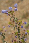 Wavyleaf Ceanothus blossoms & foliage