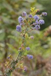 Wavyleaf Ceanothus blossoms & foliage