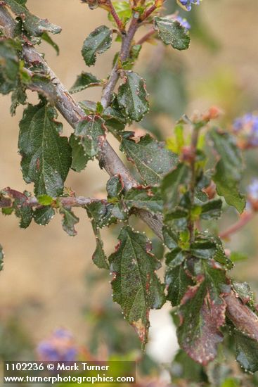 Ceanothus foliosus