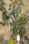 Wavyleaf Ceanothus foliage detail