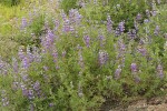 Western Lupine