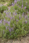 Western Lupine