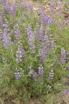 Western Lupine