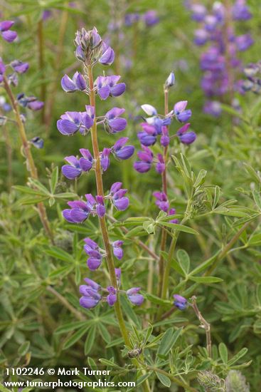 Lupinus formosus