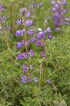 Western Lupine blossoms & foliage