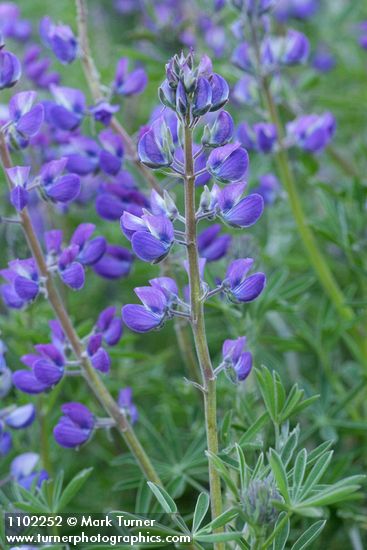 Lupinus formosus