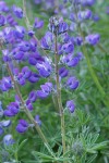 Western Lupine blossoms