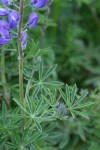 Western Lupine foliage