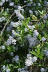 Blueblossom Ceanothus blossoms & foliage