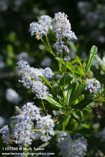 Ceanothus thyrsiflorus