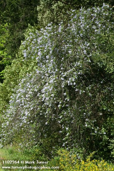 Ceanothus thyrsiflorus