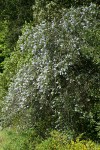 Blueblossom Ceanothus