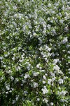 Blueblossom Ceanothus