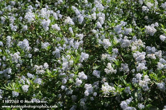 Ceanothus thyrsiflorus