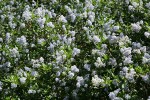 Blueblossom Ceanothus