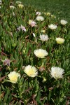 Hottentot Fig