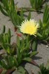 Hottentot Fig blossom & foliage detail