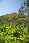 Wavyleaf Silktassel, Thimbleberry frame headland w/ Evergreen Huckleberries new spring foliage