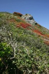 Wavyleaf Silktassel frames headland w/ Evergreen Huckleberries new spring foliage