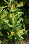 Orange Bush Monkeyflower