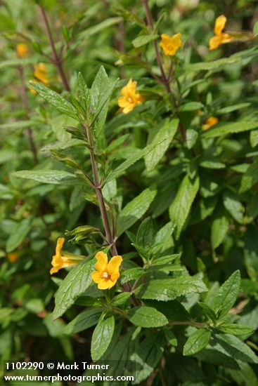 Mimulus aurantiacus