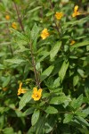 Orange Bush Monkeyflower