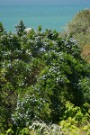 Blueblossom Ceanothus