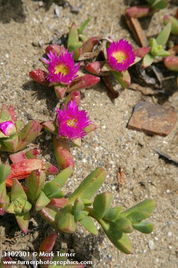 Carpobrotus chilensis