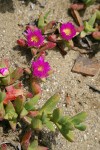 Sea Fig blossoms & foliage