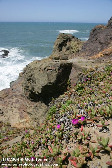 Carpobrotus chilensis