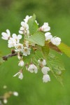 Sweet Cherry blossoms & foliage