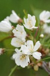 Sweet Cherry blossoms detail