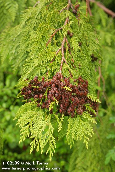 Thuja plicata