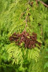 Western Redcedar foliage w/ previous year's open cones