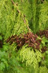 Western Redcedar foliage w/ previous year's open cones