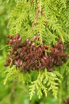 Western Redcedar foliage w/ previous year's open cones