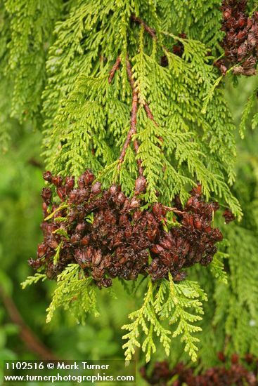 Thuja plicata