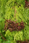 Western Redcedar foliage w/ previous year's open cones